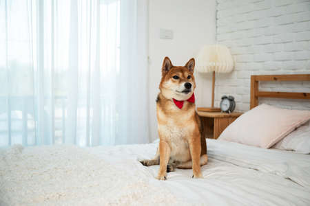 Brown Shiba Inu Dog with red ribbon sitting on white bed in bedroom with copy spaceの写真素材