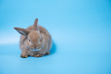 One brown young rabbit sitting on blue background	 and looking at camera with copy spaceの写真素材