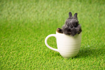 One black small adorable bunny sitting inside white cup on green grass background. Cute baby Netherlands Dwaf and Holland lops rabbit for Easter celebrationの写真素材