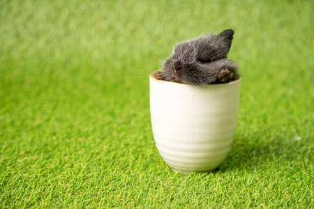 One black small adorable bunny sleeping inside white cup on green grass background. Cute baby Netherlands Dwaf and Holland lops rabbit for Easter celebrationの写真素材