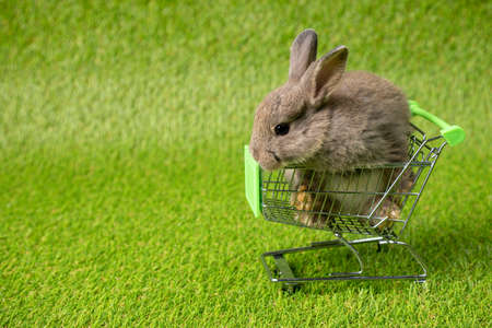 One brown young adorable bunny sitting inside metal shoppong cart on green grass background. Cute Netherlands Dwaf and Holland lops rabbit for Easter celebrationの写真素材