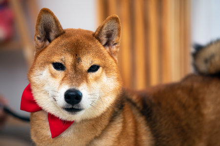 Close up Shiba Inu brown Dog with red ribbon tie standing in living room with copy spaceの写真素材