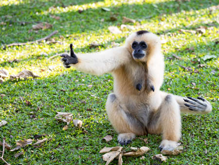 White female Pileated gibbon Hylobates pileatus sitting raise hand begging on green grass under tree...