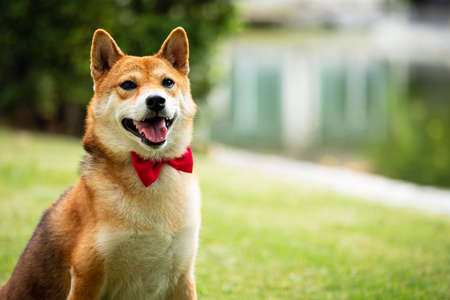 Close up Brown Shiba inu dog with red bow tie sitting in green field with copy spaceの写真素材