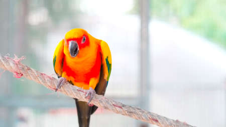 Close up Colorful yellow orange green love bird chirping while standing on rope blurry background...