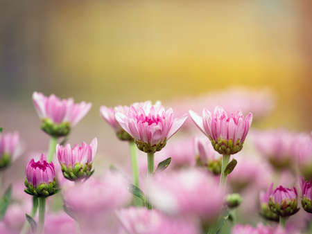 Close up of pink chrysanthemum blooming brunch on colorful bokeh backgroundの写真素材