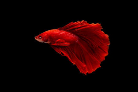 Swimming Action of Betta, Siamese fighting fish, Colorful Betta, pla-kad (biting fish) Thai; Half moon red betta isolated on black background with clipping pathの写真素材