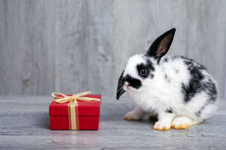 Close up White and black young adorable bunny sitting with gift box on gray floor background. Cute baby Netherlands Dwaf rabbit for Easter holiday celebrationの写真素材
