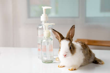 Close up cute white and brow young rabbit sitting with two pump alcohol gel botttle cleansing on tableの写真素材