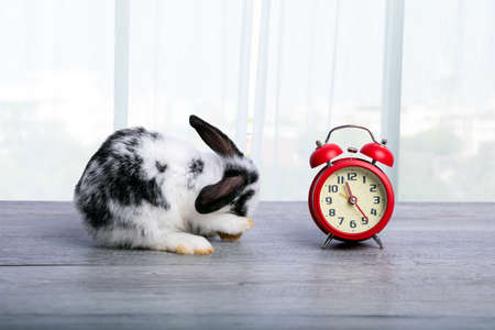Close up White and black young adorable bunny sitting with red metal clock on gray floor white...