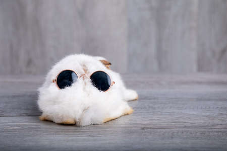 Close up white rabbit tail lying with sunglass on top in living room gray wooden floor copy space