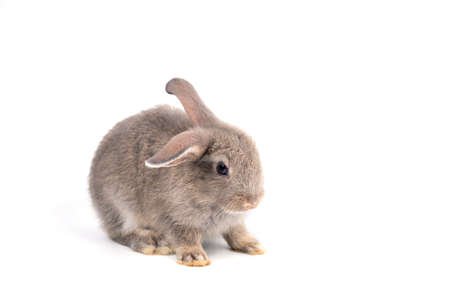 One gray young adorable bunny sitting on white background. Cute baby Netherlands Dwaf and Holland...
