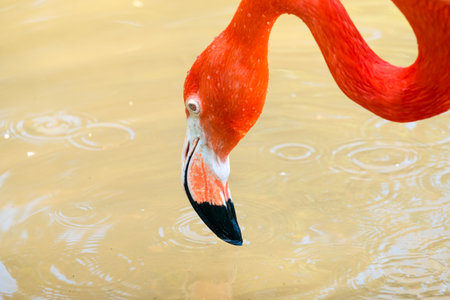 Red big birds Greater Flamingos is relaxing enjoying drinking water close upの写真素材