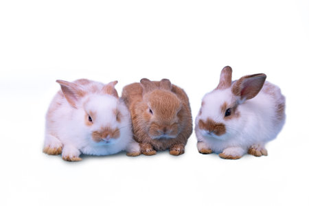 Close up Three rabbits white and brown sitting in row together on white backgroundの写真素材