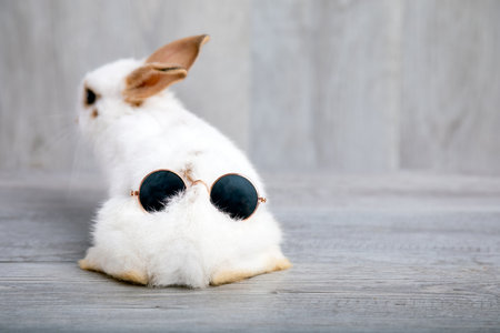 Close up white rabbit tail lying with sunglass on top in living room gray wooden floor copy spaceの写真素材