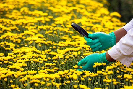 Scientist man with green gloves holding magnifying glass to check yellow Chrysanthemums in flower...