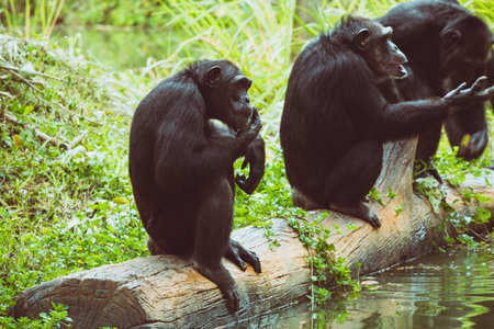 Three Siamang Gibbon in its Lush Jungle Habitat along a Serene Riverの写真素材