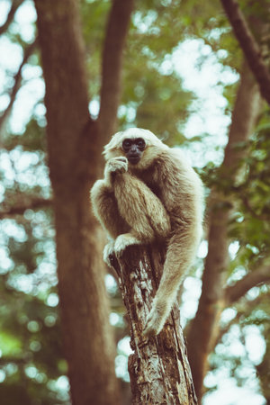 One Pileated Gibbon Swinging Playfully Through the Jungle Canopyの写真素材