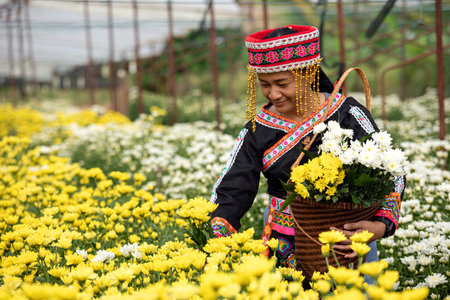 Hmong Woman Collecting Vibrant Yellow and White Chrysanthemums in Blooms; Seasonal Bounty Harvesting Traditionsの写真素材