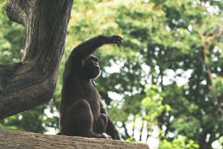 A siamang gibbon, amidst its natural habitat, extends its arm upward while balancing on a tree...