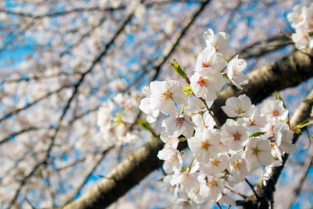 Delicate cherry blossoms, or sakura, in full bloom, with a blurred background of a blooming tree...