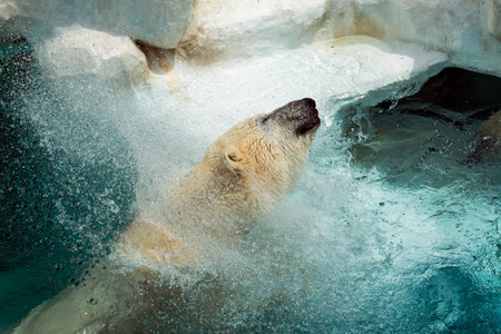 Polar bear in icy environment, relishing splash of cold water, showcasing its playful and resilient natureの写真素材