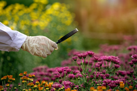 Close up scientist wearing gloves and lab coat inspects vibrant pink chrysanthemums flowers in field using magnifying glass for botanical researchの写真素材