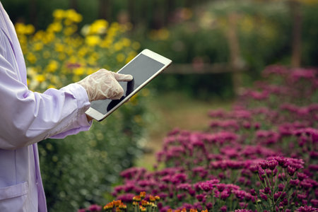 A scientist wearing gloves and lab coat uses tablet while conducting research in chrysanthemums flower field, analyzing plant dataの写真素材