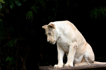 white lion sits gracefully on a wooden platform, gazing downward, surrounded by a dark forest backdropの写真素材