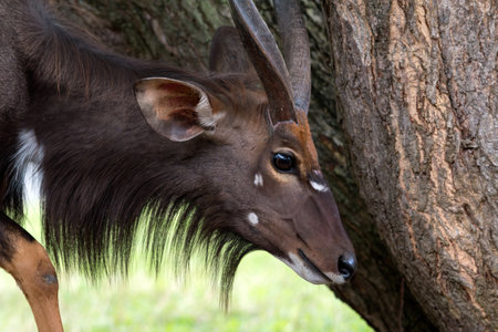 detailed close-up of a nyala antelope with distinctive horns and fur, standing beside a treeの写真素材