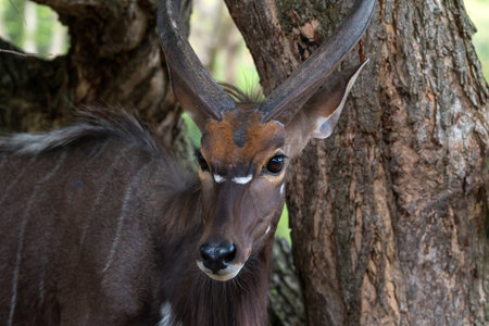 close-up portrait of a nyala antelope with sharp horns and striking features, standing near a tree in its natural habitatの写真素材
