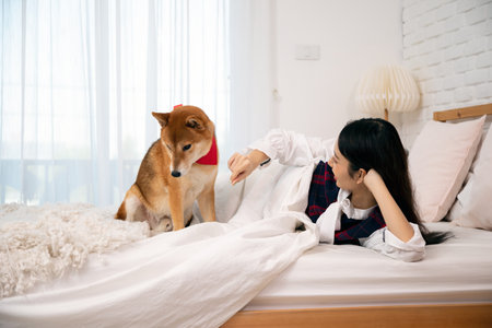 Woman lying on a bed uses a treat to train her Shiba Inu dog, creating a calm and playful indoorの写真素材