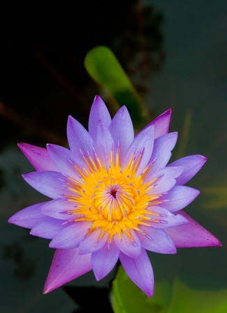 a beautiful purple lotusの写真素材