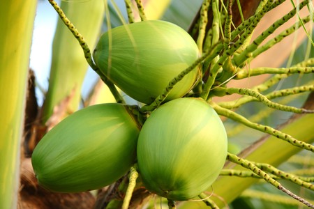 A fresh young coconut tree, Closeup の写真素材