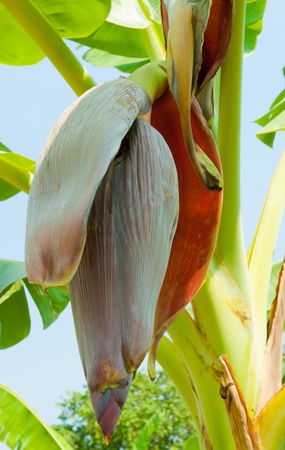 banana blossom on tree in the gardenの写真素材