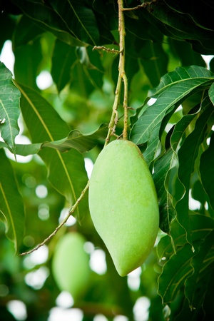 Close up of Green Mangos on treeの写真素材
