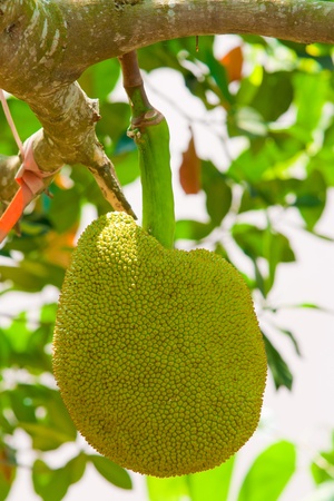 A young jackfruit on tree