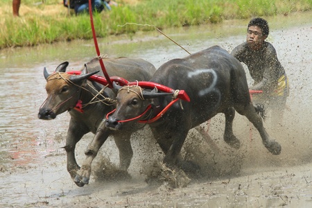  CHONBURI CITY, Thailand - JUNE 19: Participant at the annual Buffalo Water Racing in Chonburi City, Thailand 2011. The event attracts buffalo owners and jockeys from all over Thailand. のeditorial素材