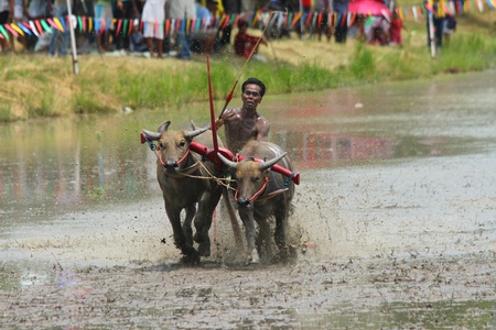 CHONBURI CITY, Thailand - JUNE 19: Participant at the annual Buffalo Water Racing in Chonburi City, Thailand 2011. The event attracts buffalo owners and jockeys from all over Thailand. のeditorial素材