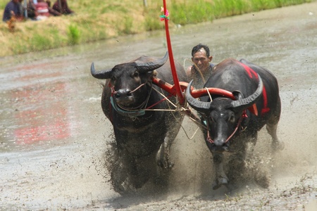 CHONBURI CITY, Thailand - JUNE 19: Participant at the annual Buffalo Water Racing in Chonburi City, Thailand 2011. The event attracts buffalo owners and jockeys from all over Thailand. のeditorial素材
