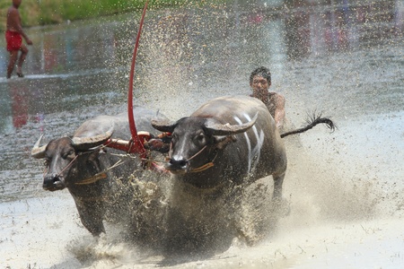 CHONBURI CITY, Thailand - JUNE 19: Participant at the annual Buffalo Water Racing in Chonburi City, Thailand 2011. The event attracts buffalo owners and jockeys from all over Thailand. のeditorial素材