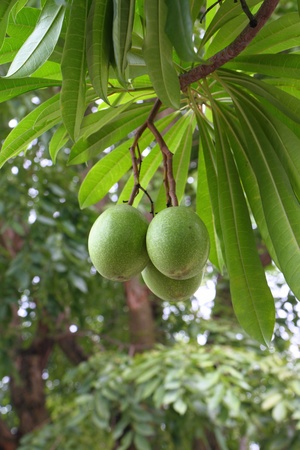 Cerbera oddloam fruit on tree.の写真素材