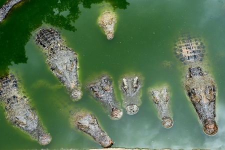 Crocodiles in a farm, in the combination breed Thailand の写真素材