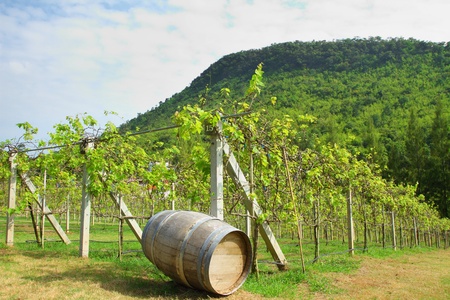 Old wood barrel  in the vineyard background.の写真素材