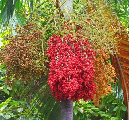 Ripe and Green Betel Nut Or Areca Nut Palm On Tree の写真素材
