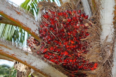 Palm Oil Fruits on the tree 
