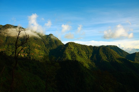 Green forest in Thailand 