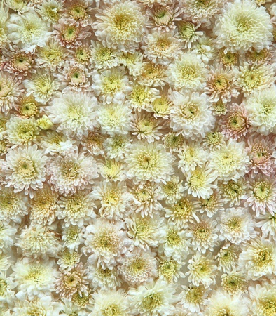 White and yellow backdrop flowers background の写真素材