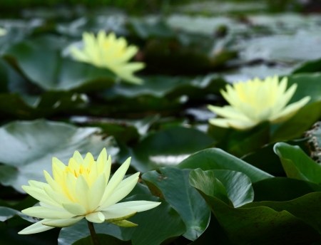 white lotus or white water lily in pond の写真素材