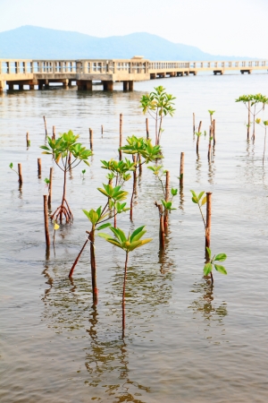 Young mangrove in mangrove forestの写真素材